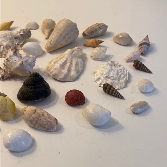 Assorted Seashell Collection - Picture 5 of 5